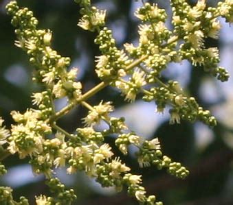 無患子花期